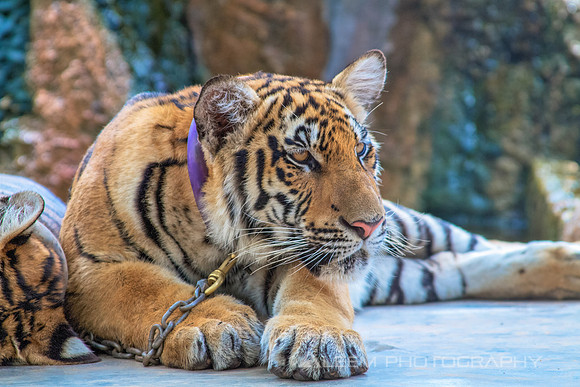 Big Kitty