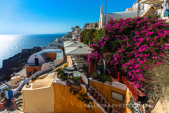 Santorini Flowers